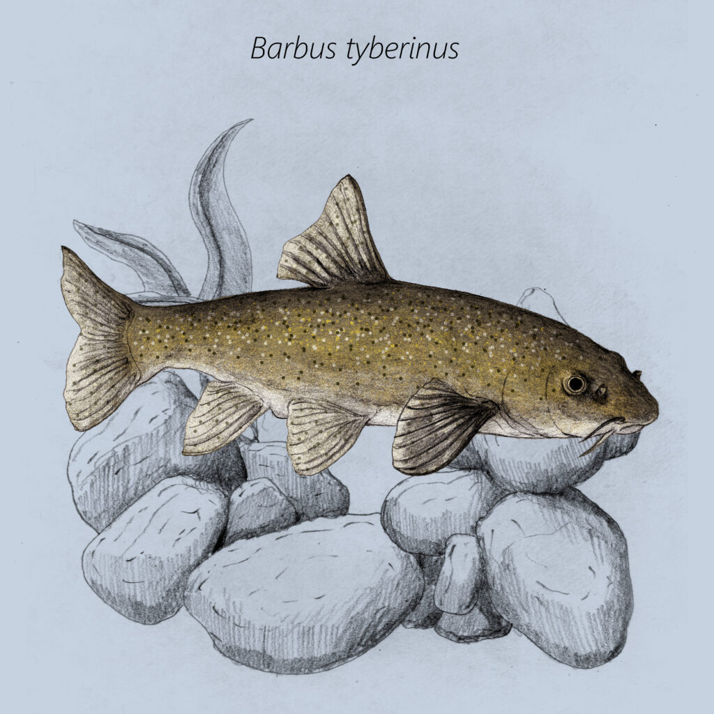 Barbus tyberinus cal