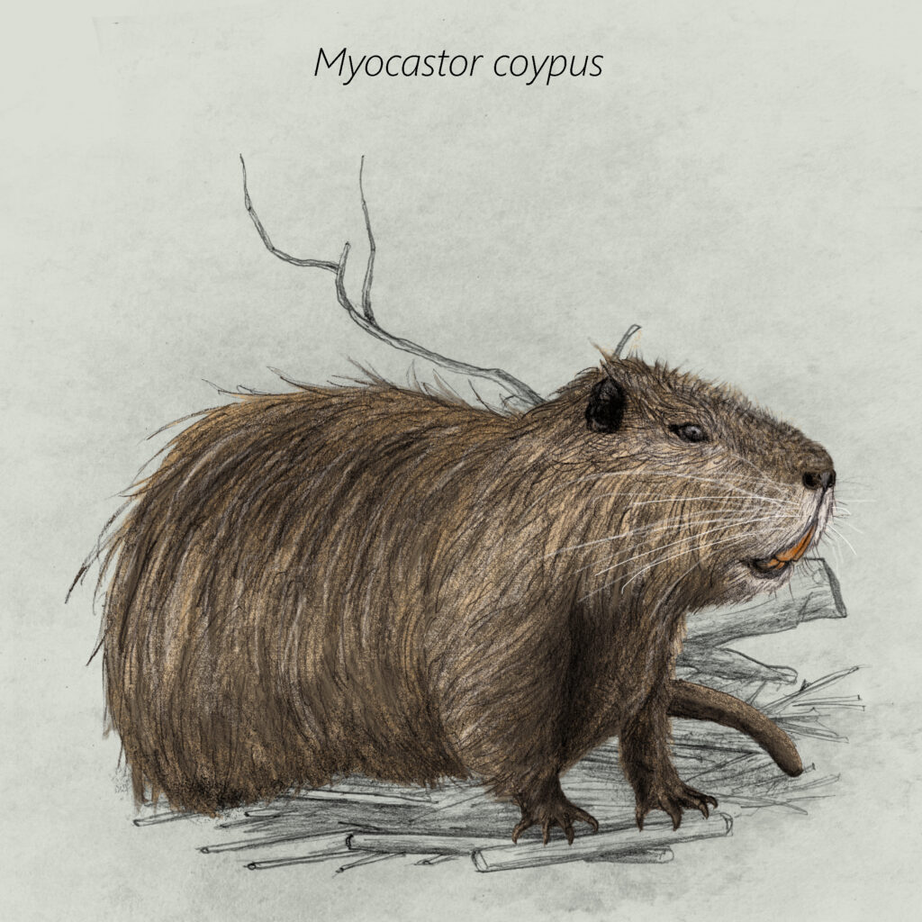 Myocastor coypus cal