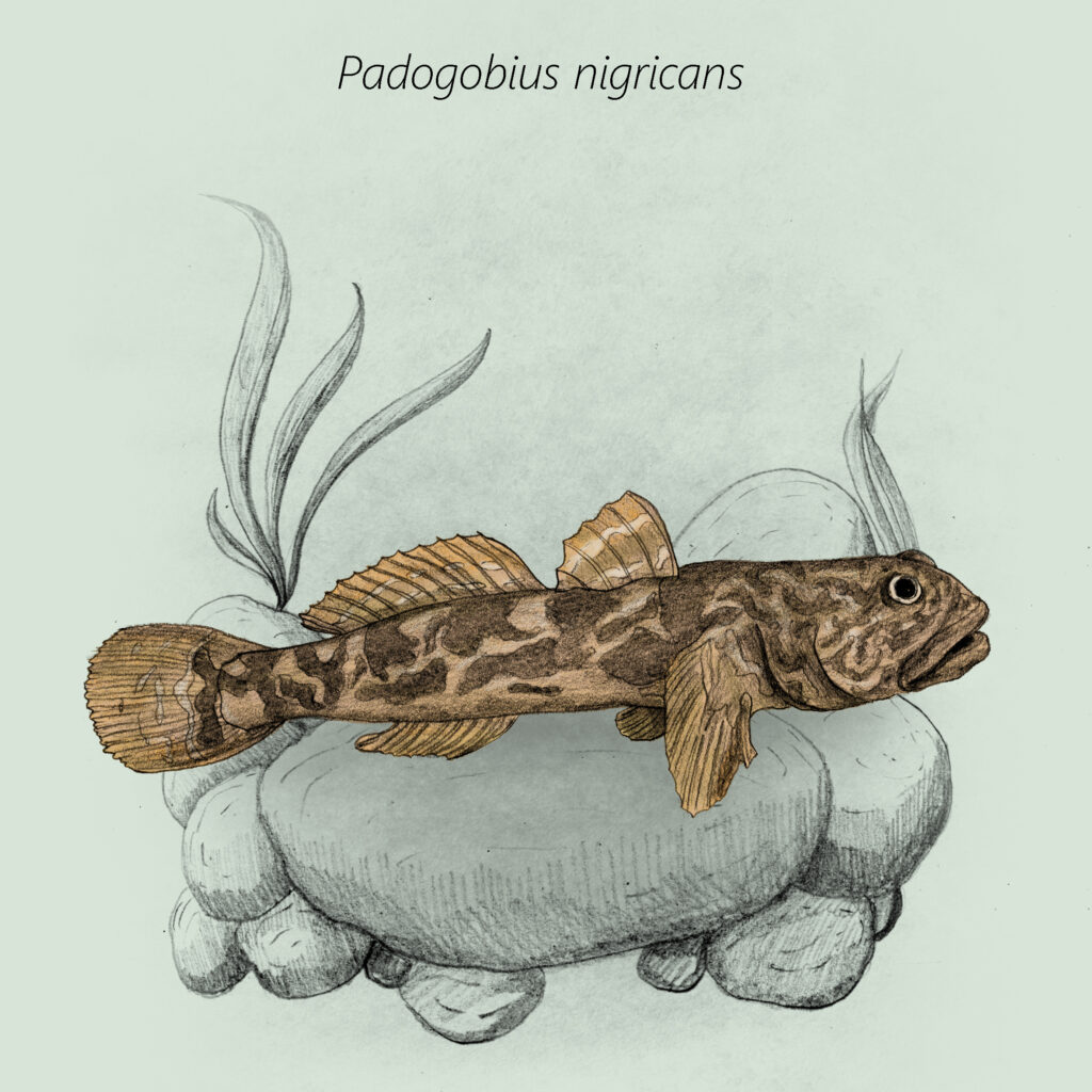 Padogobius nigricans cal
