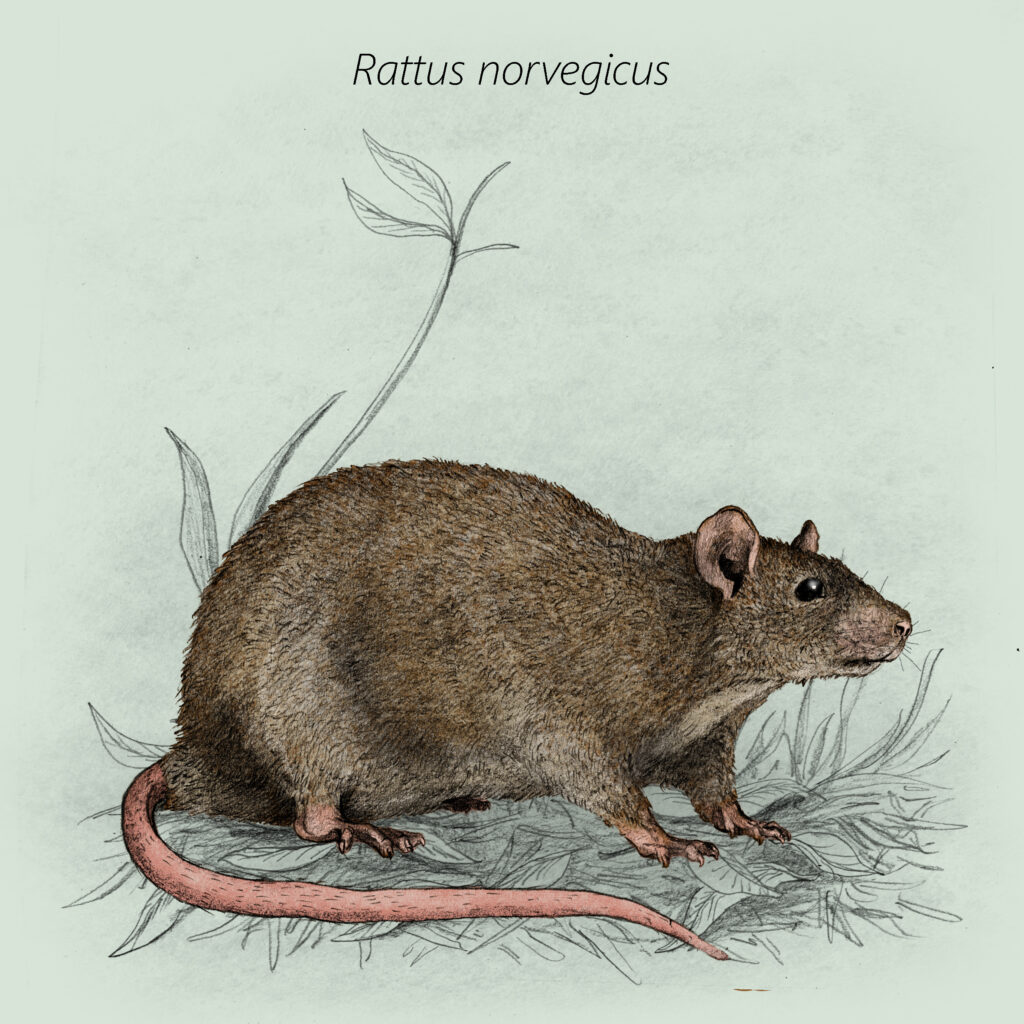 Rattus norvegicus cal