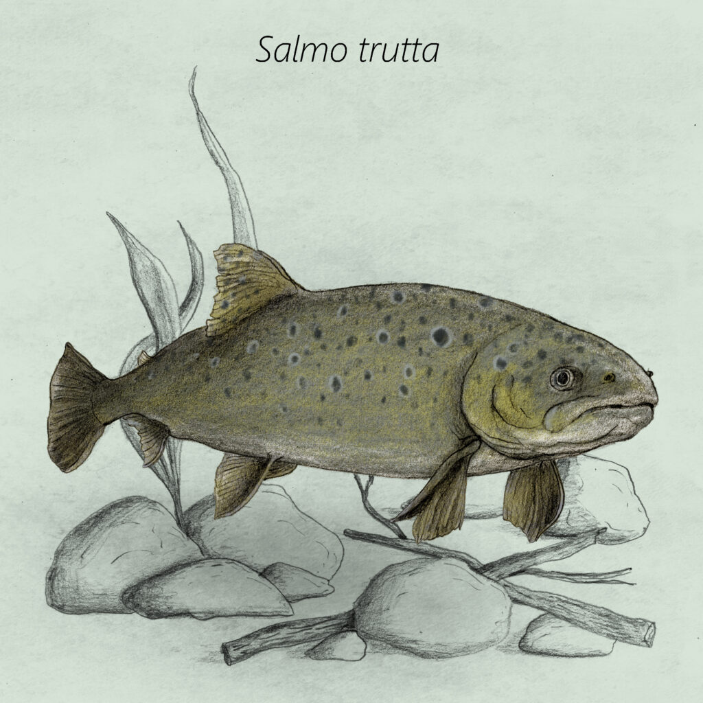 Salmo trutta cal