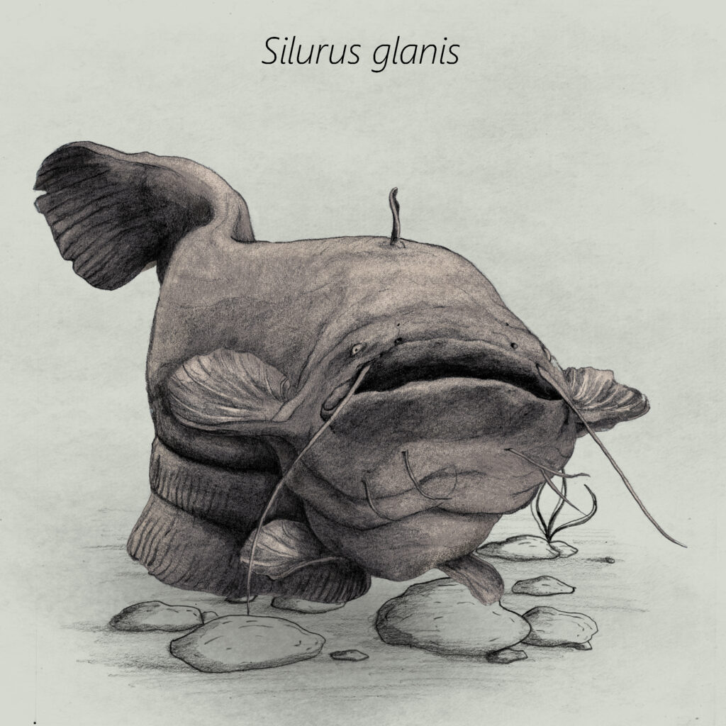 Silurus glanis cal