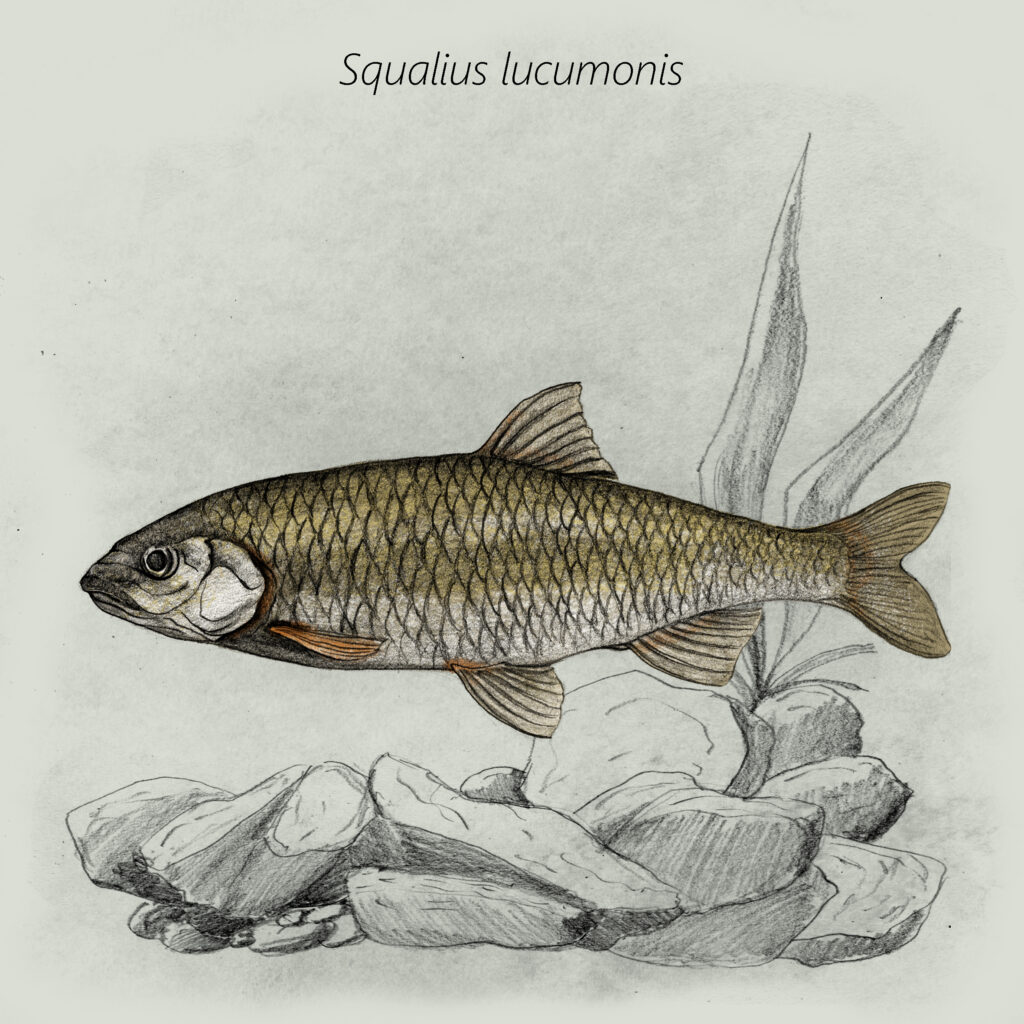 Squalius lucumonis cal